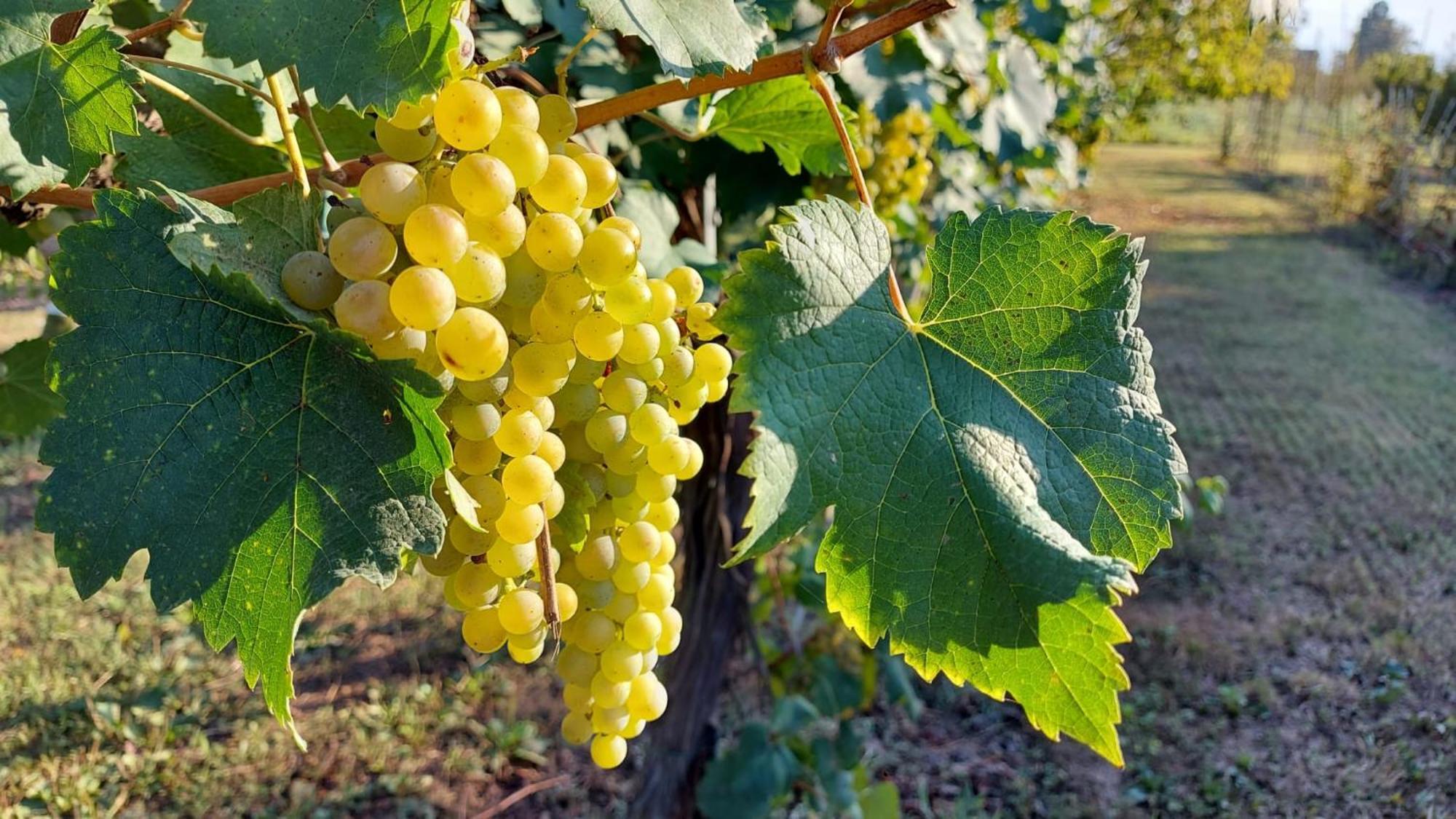 Gocce Balsamiche Lägenhet Ravarino Exteriör bild